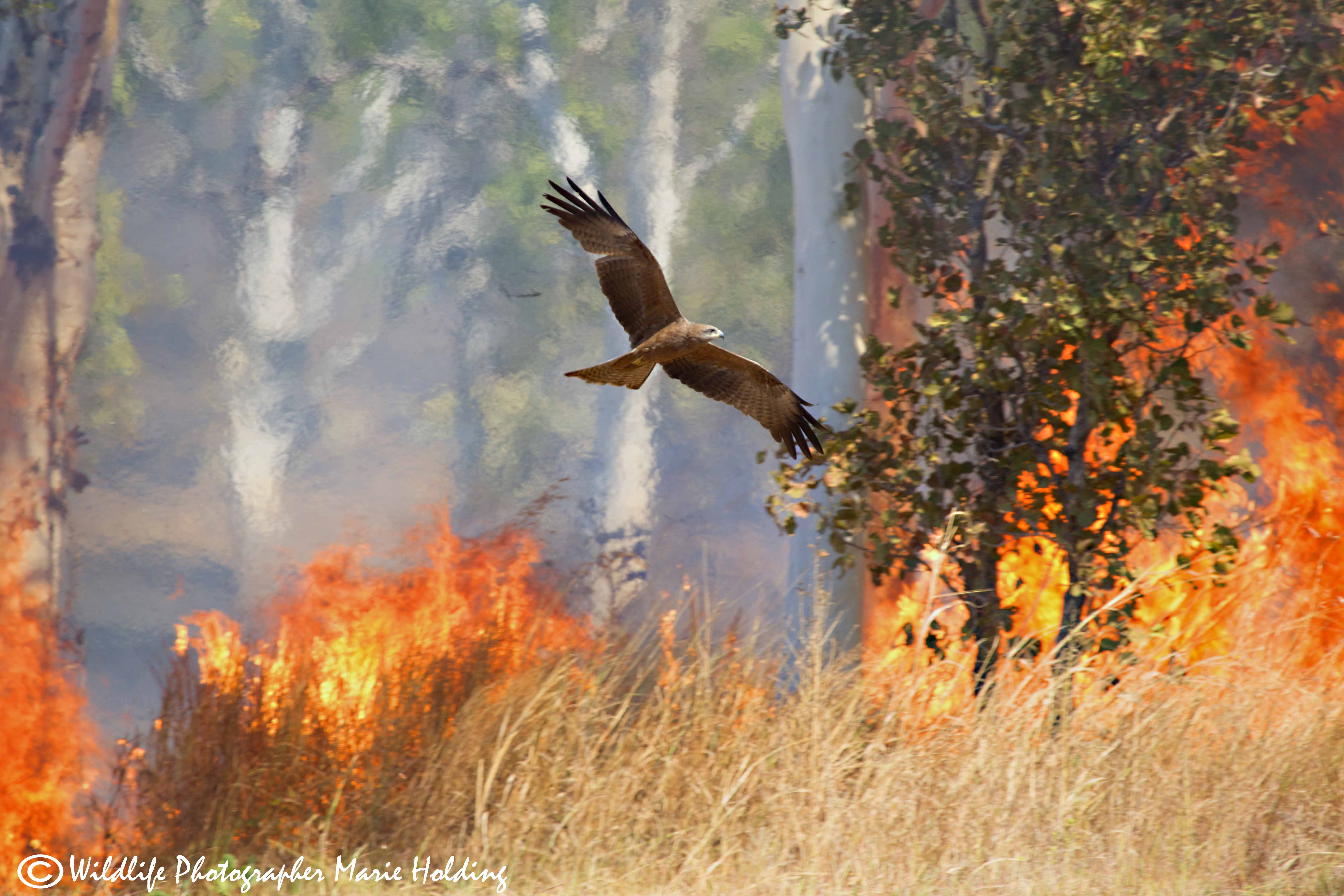 Whistling Kite flying through the flames on Kakadu Highway near the Gunlom turnoff © Marie Holding